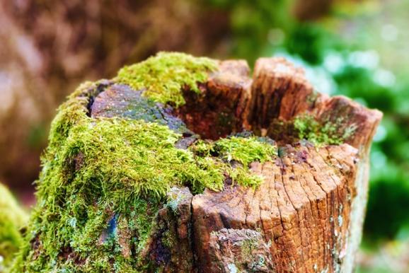 Abattage d'arbre